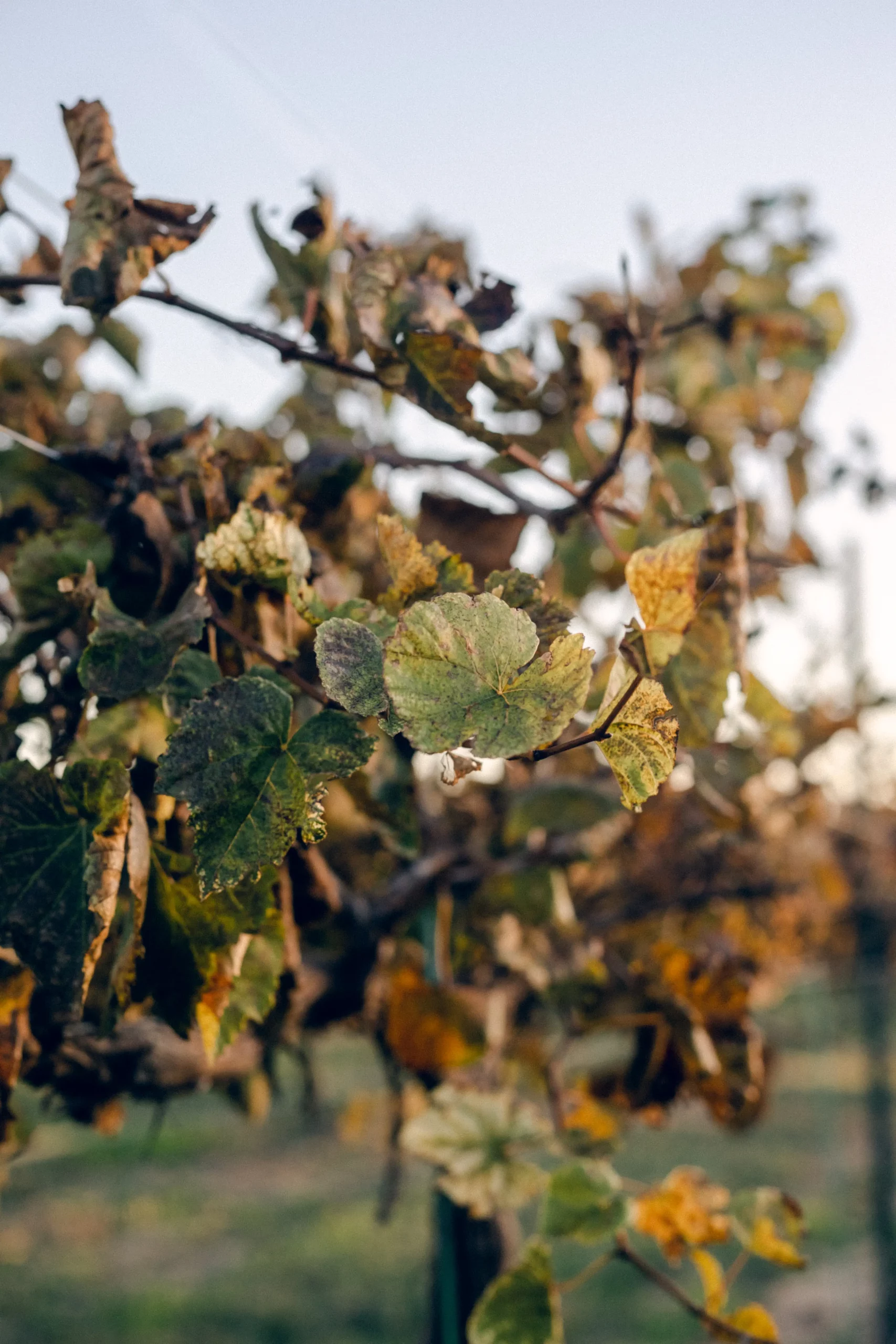 Rae Allen Photography| A detail shot of dark green leaf hanging on the vines at the Winery